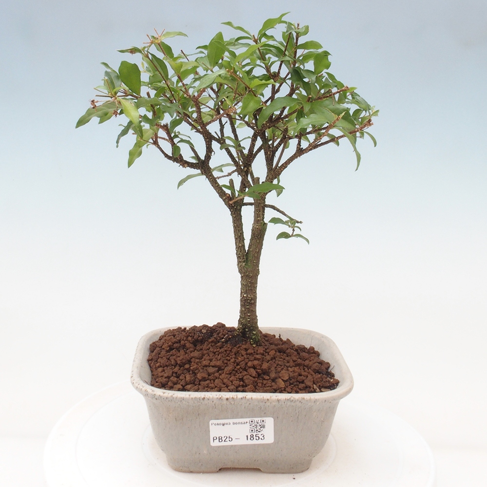 Bonsai pokojowe - Malpighia coccigera - Wiśnia Barbdorska