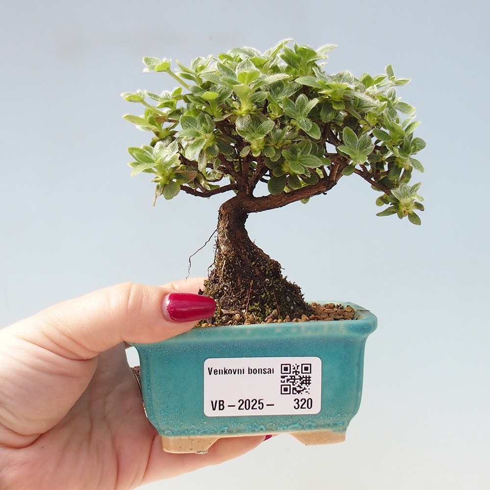 Outdoor bonsai - Rododendron indicum - Azalia japońska