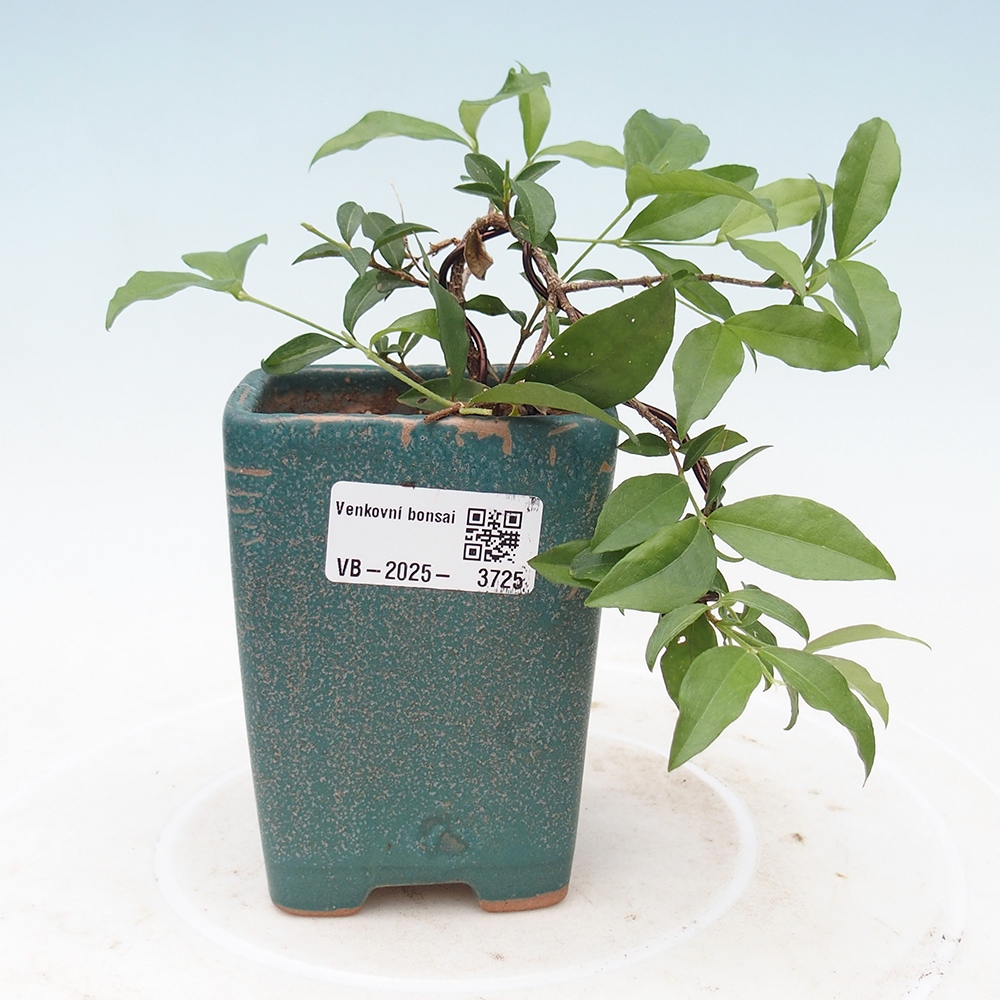 bonsai pokoju - wiśnia Malpighia coccigera- Barbdorská