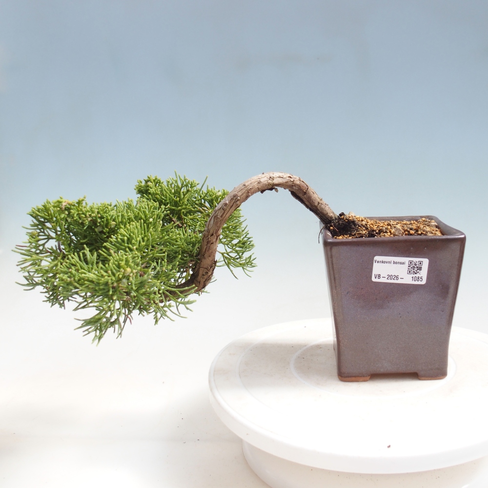 Outdoor bonsai - Juniperus chinensis Kishu
