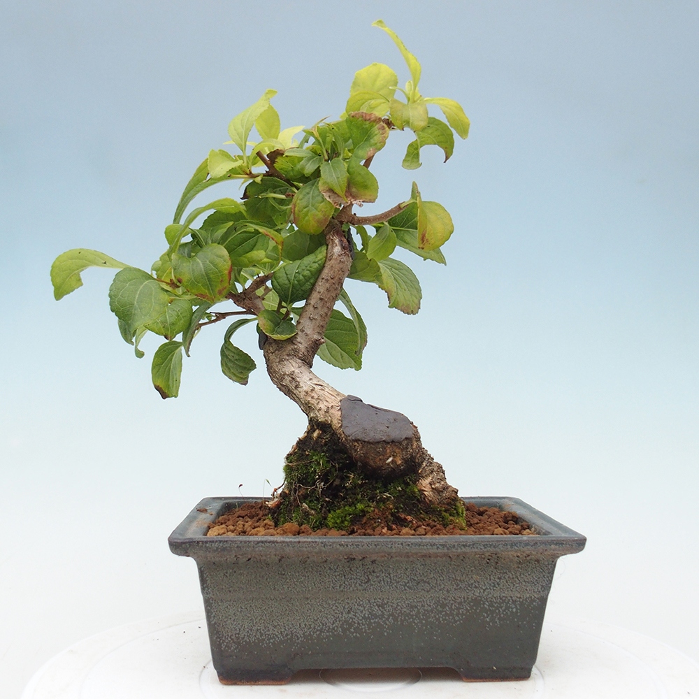 Bonsai na zewnątrz - Celastrus Jesenec
