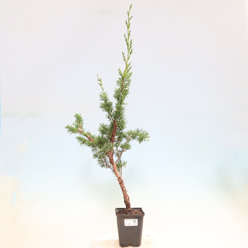 Outdoor bonsai - Juniperus chinensis Kishu