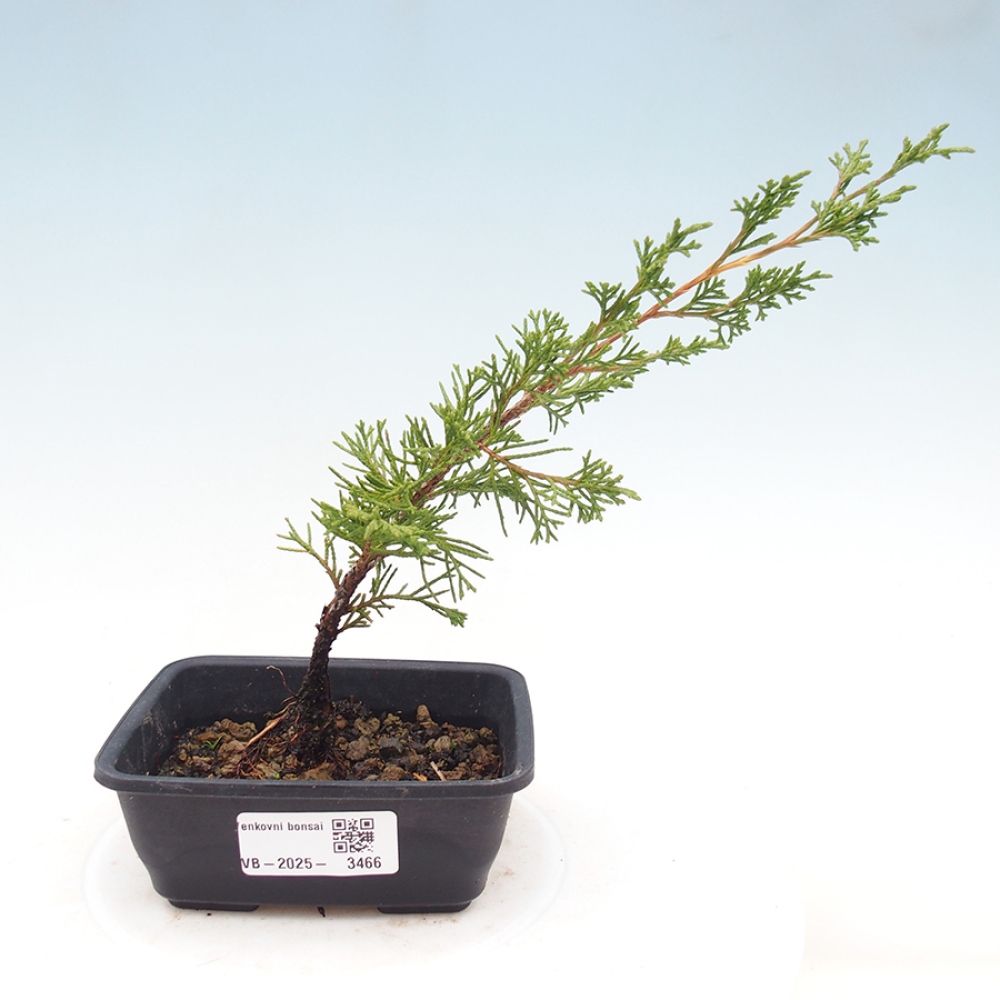 Outdoor bonsai - Juniperus chinensis Itoigawa