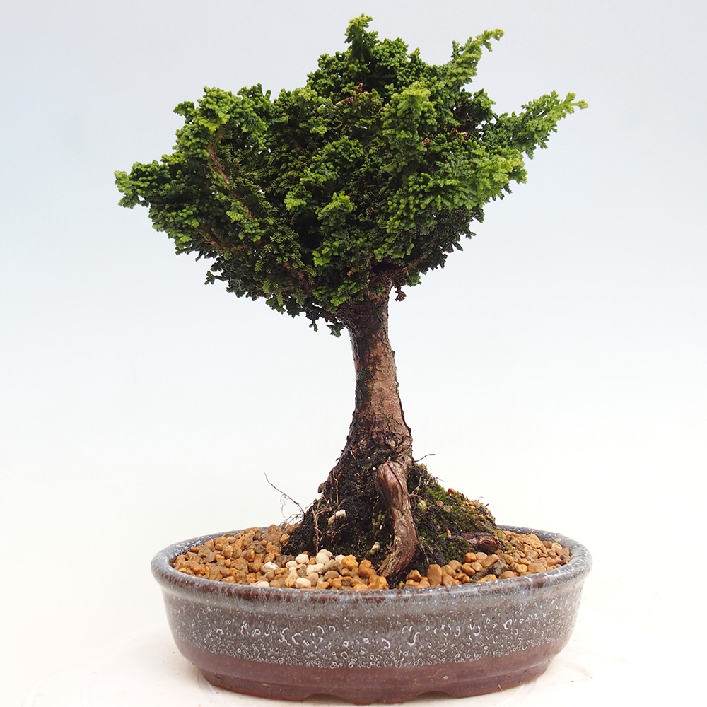 Bonsai zewnętrzne - Cham. obtusa SEKKA HINOKI - Cyprys