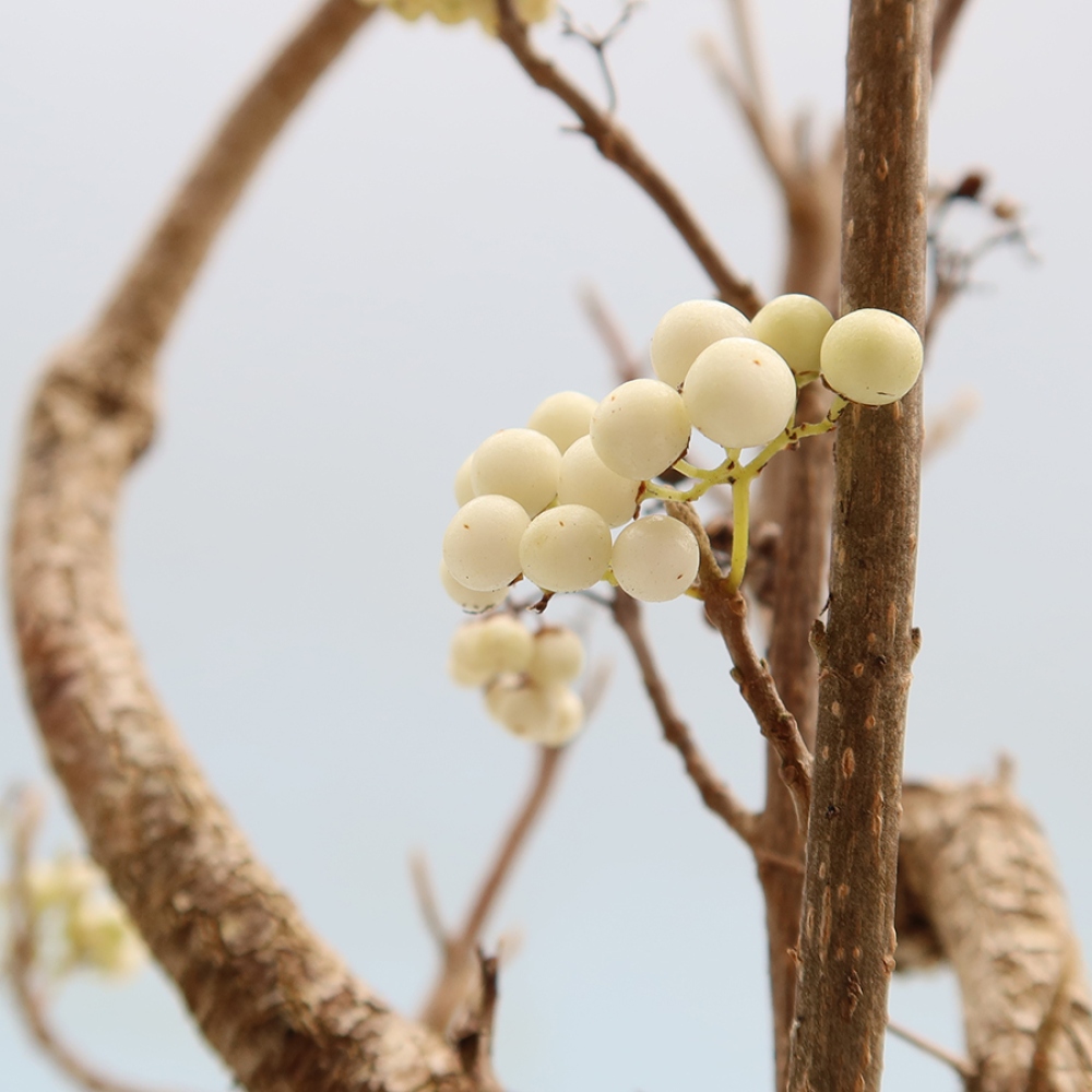 Bonsai ogrodowe – Callicarpa bodinieri Snowqueen – pięknoowocówka