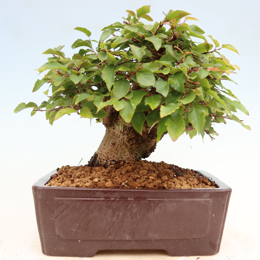 Outdoor bonsai - Carpinus coreana - grab koreański