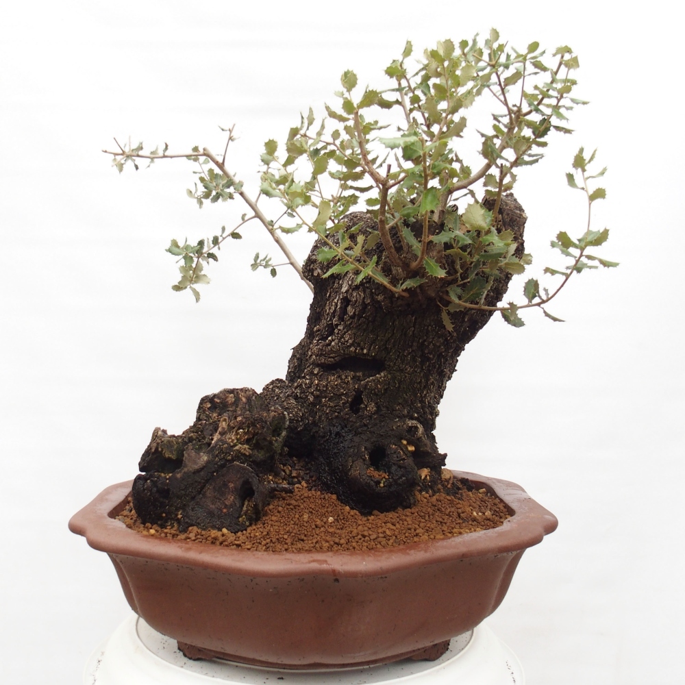 Yamadori - Quercus Ilex - Dąb ostrokrzewowy