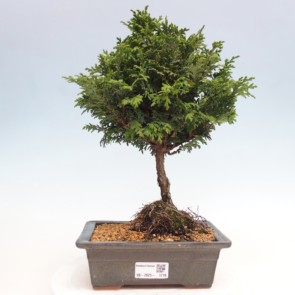 Outdoor bonsai - Cham.pis Parslori - Cyprys