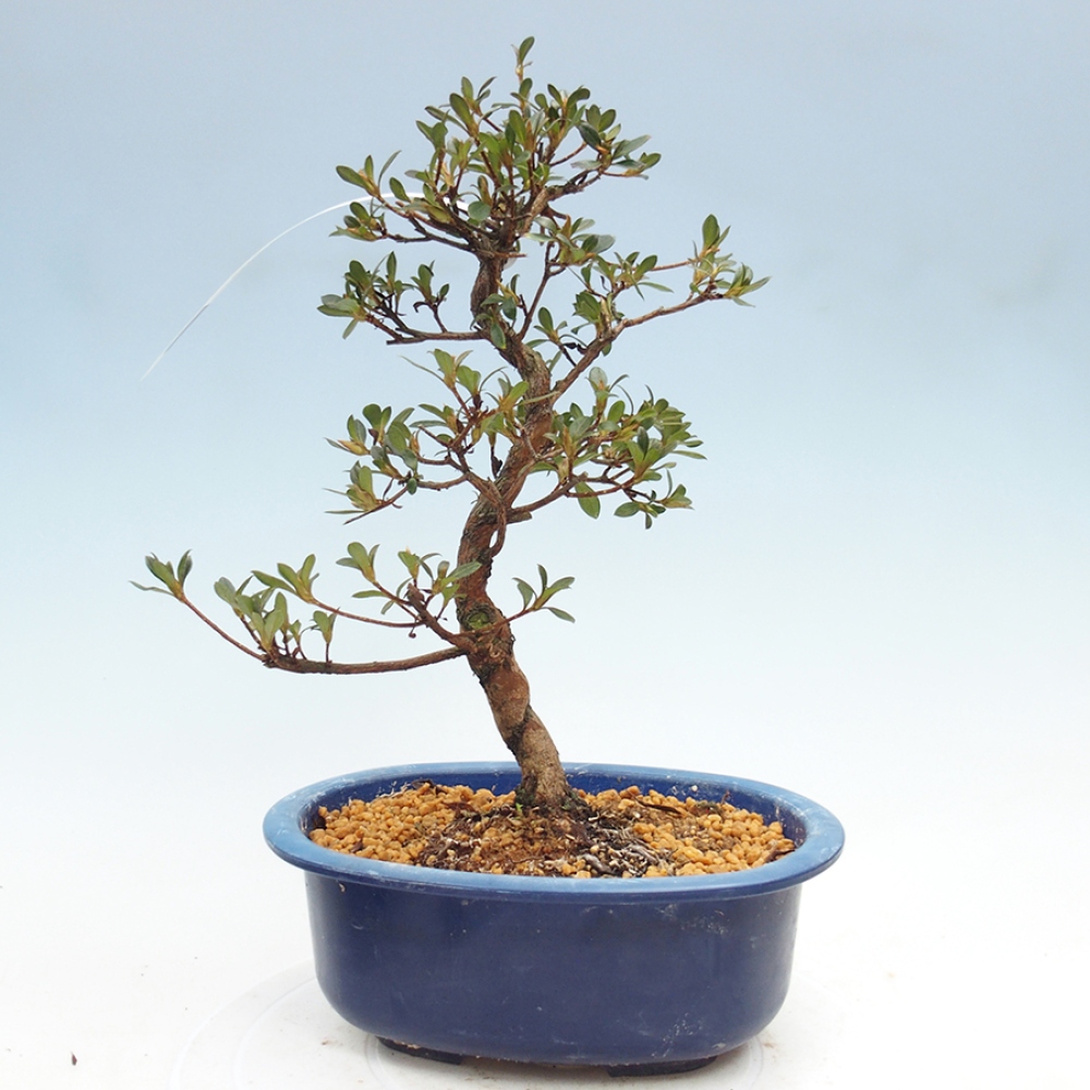 Bonsai zewnętrzne - Azalia japońska - Azalia Mio