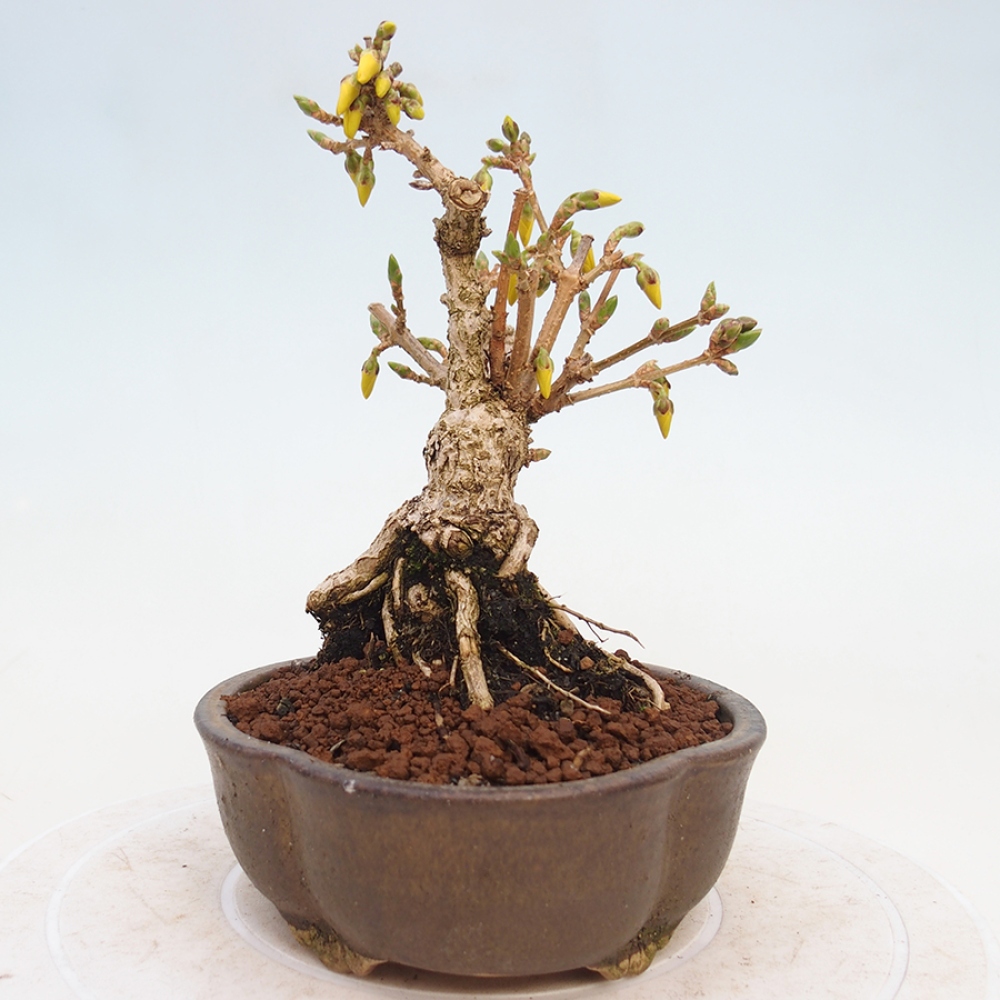 Bonsai plenerowe - Forsythia - Forsythia intermedia 