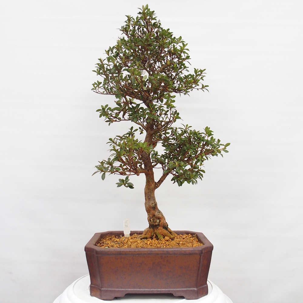 Bonsai zewnętrzne - Azalia japońska - Azalia Hanatsuzuri