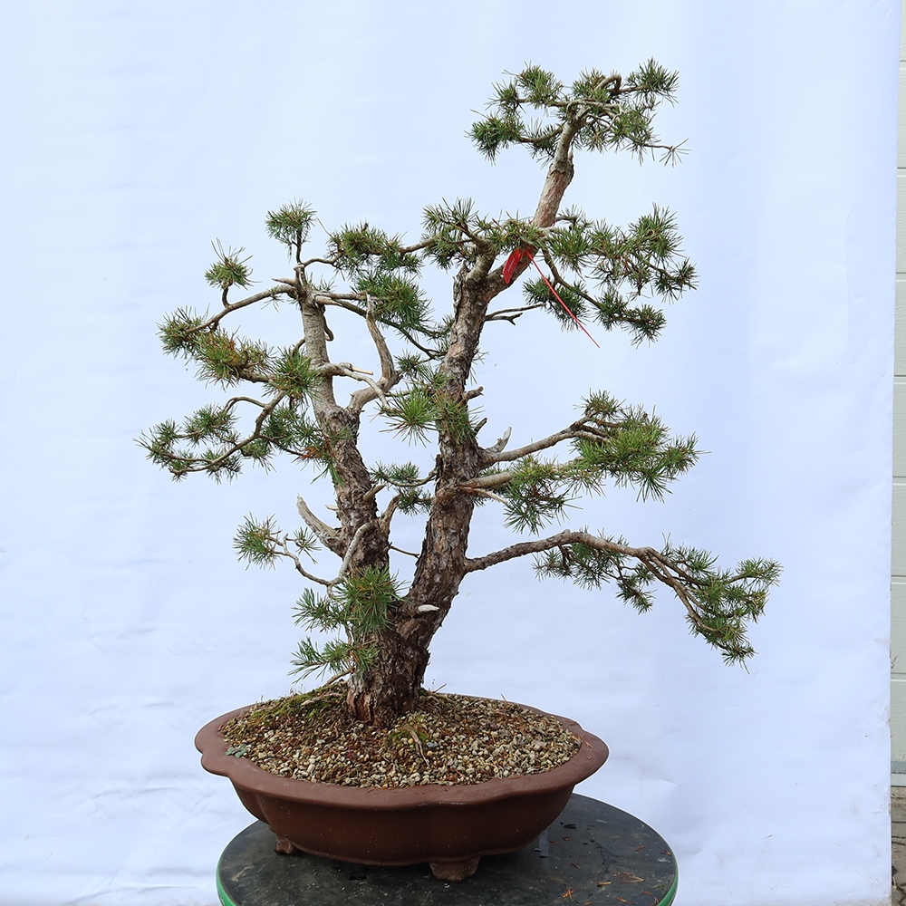 Pinus sylvestris Hiszpania – sosna zwyczajna