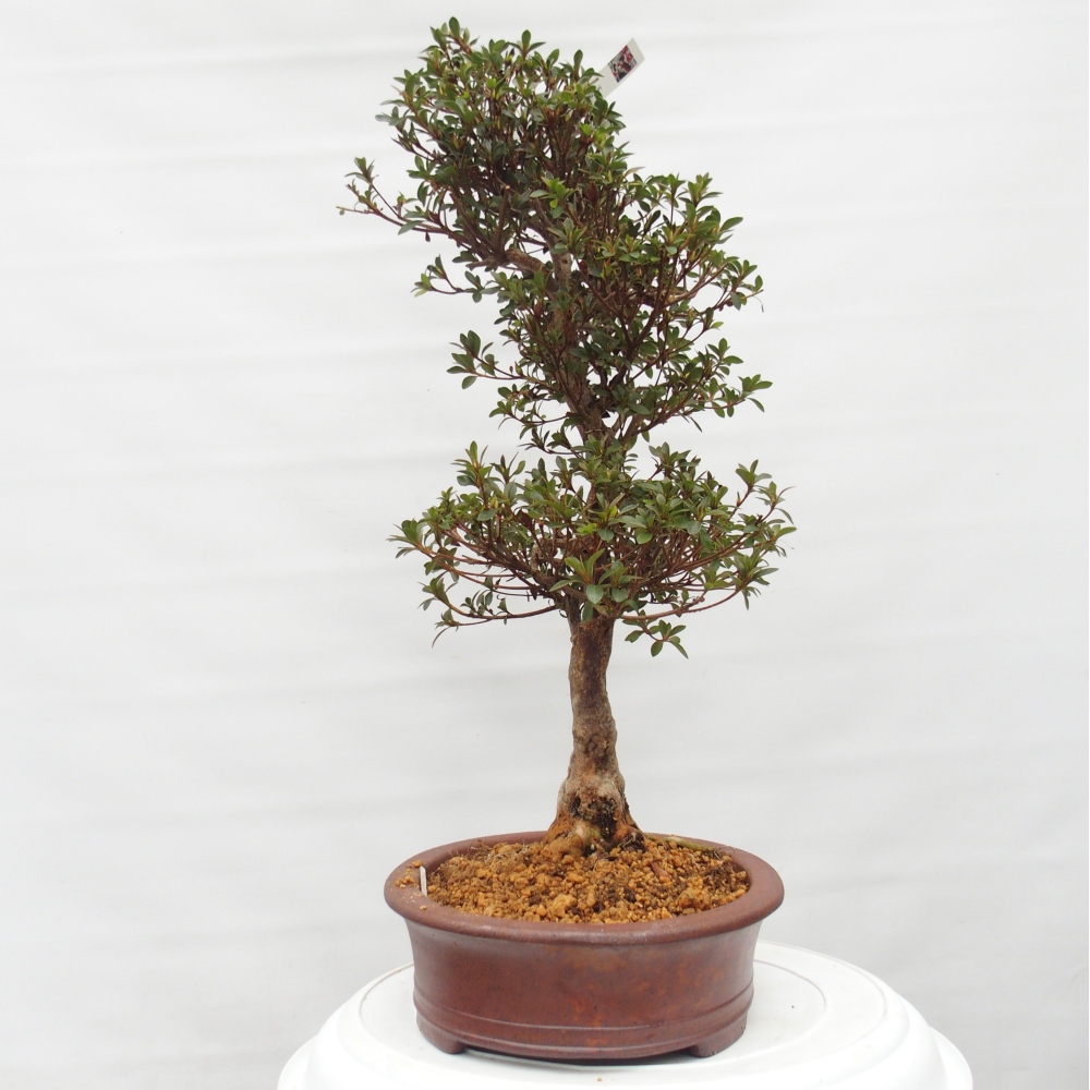 Bonsai zewnętrzne - Azalia japońska - Azalia Hanatsuzuri