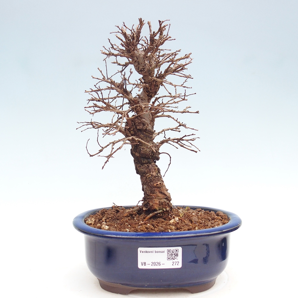 Bonsai zewnętrzne - Zelkova - Zelkova NIRE