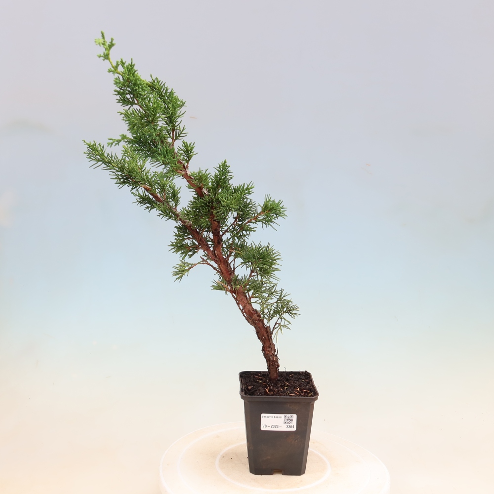 Outdoor bonsai - Juniperus chinensis Kishu