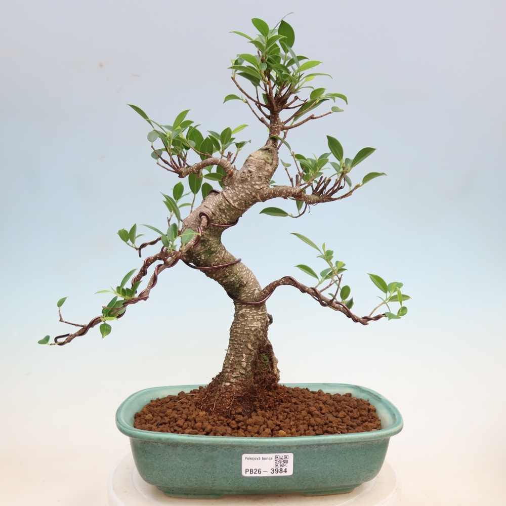 Pokój bonsai - Ficus kimmen - figowiec drobnolistny