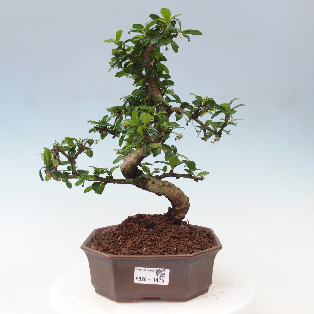 Bonsai pokojowe - Carmona macrophylla - Tea fuki