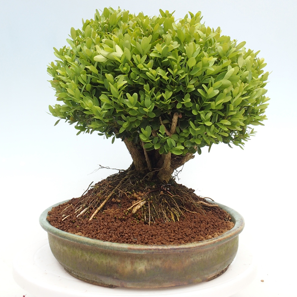 Bonsai ogrodowe - Buxus sempervirens - bukszpan