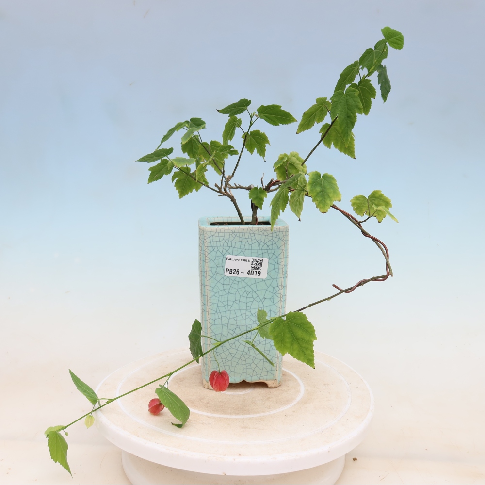 Bonsai domowe - Abutilon Big Bell - Cloudberry