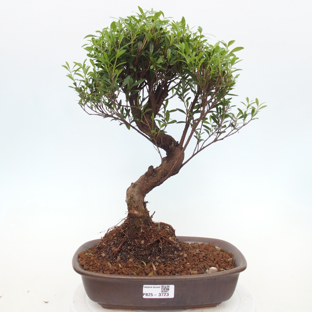 Pokój bonsai - Syzygium - Pimento