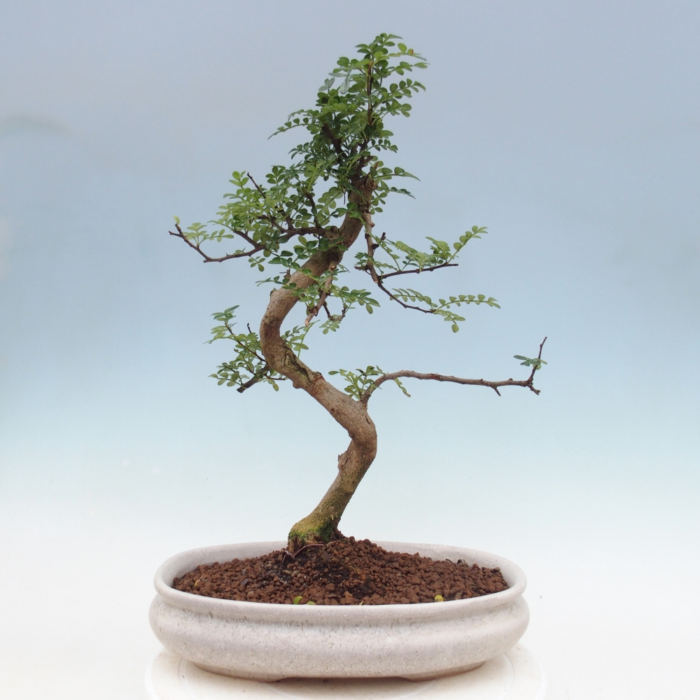 Pokój bonsai - Zantoxylum piperitum - drzewo pieprzowe