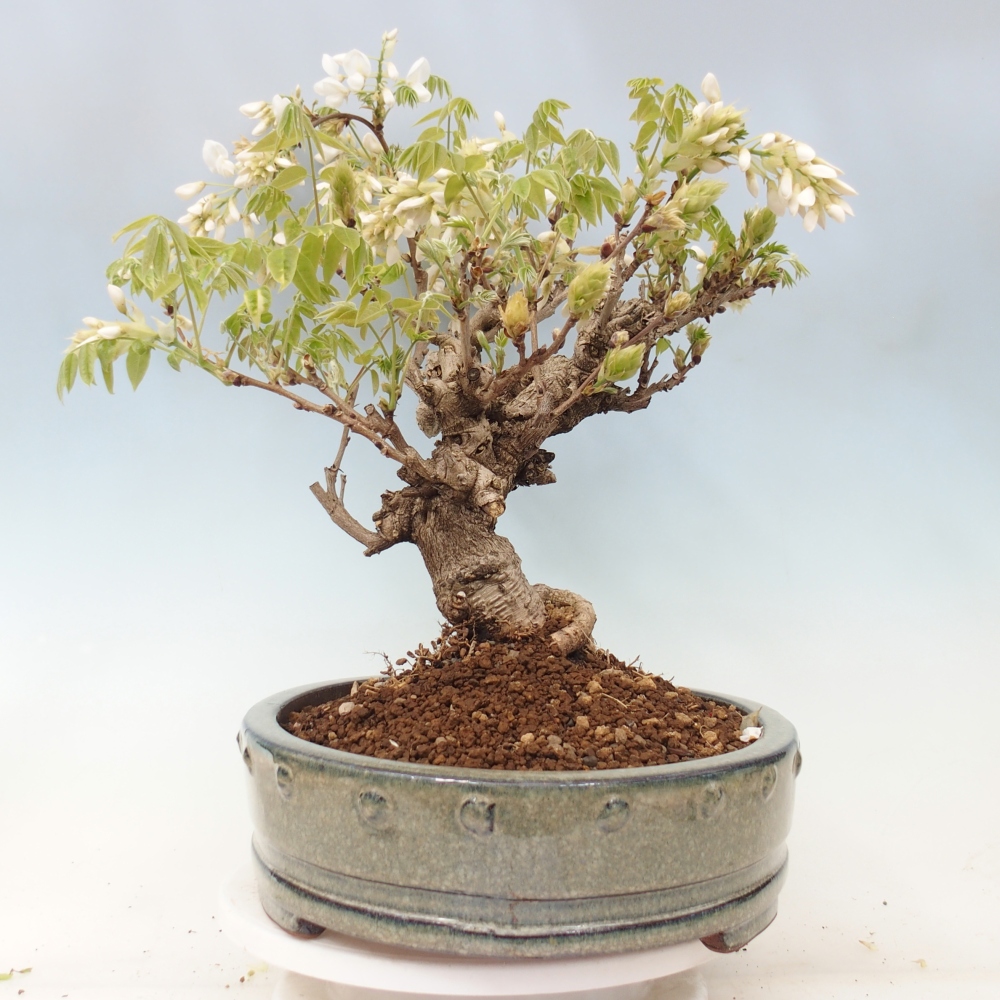 Bonsai zewnętrzne - Vistaria - Wisteria