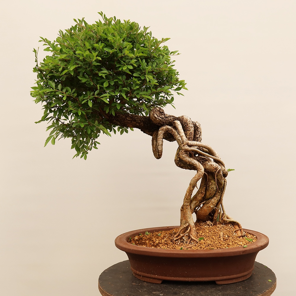 Bonsai na świeżym powietrzu - Zelkova - Zelkova NIRE