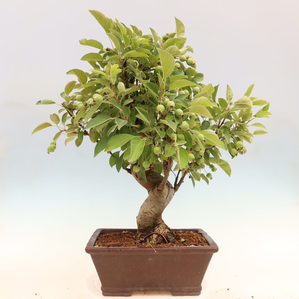 Outdoor bonsai - Malus halliana - Jabłoń drobnoowocowa