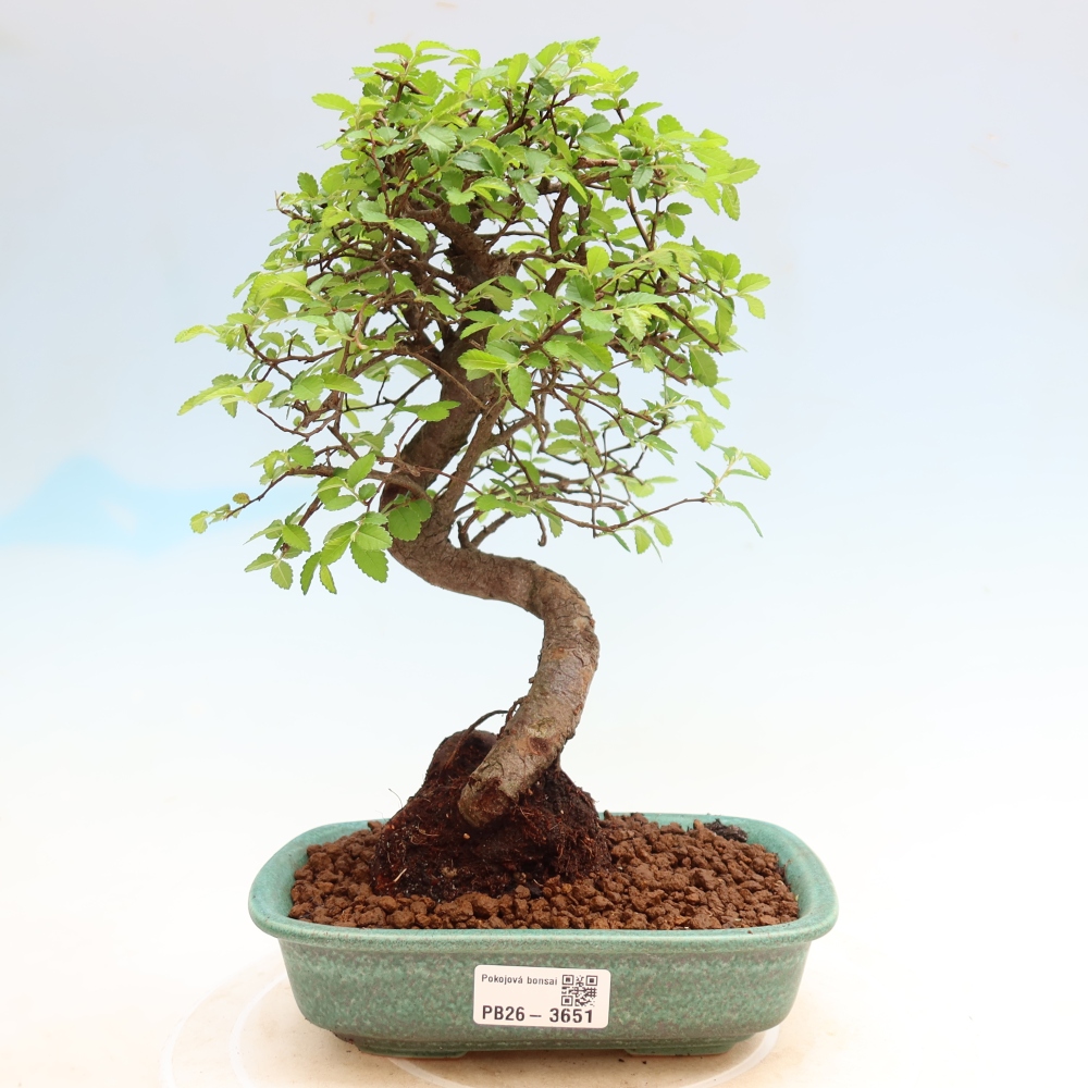 Pokój bonsai - Ulmus parvifolia - Wiąz drobnolistny