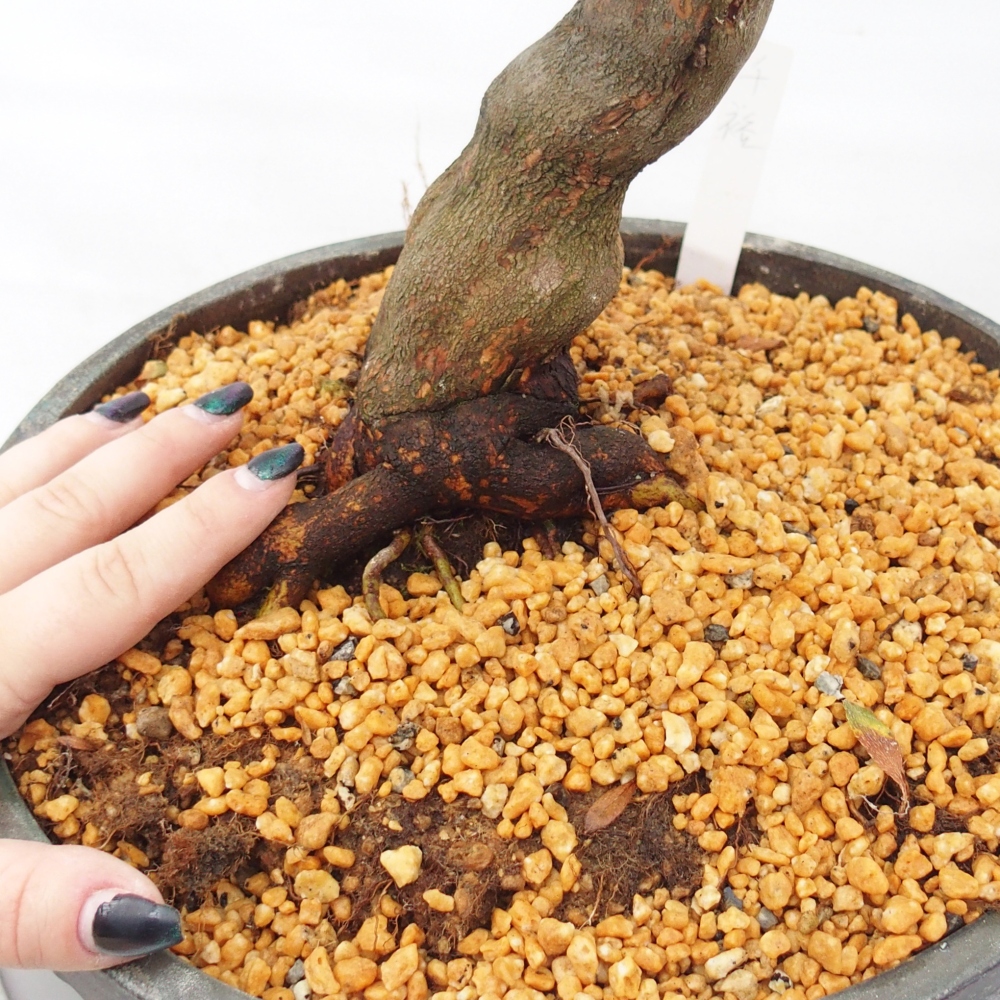 Bonsai zewnętrzne - Azalia japońska - Azalia CHIHIRO