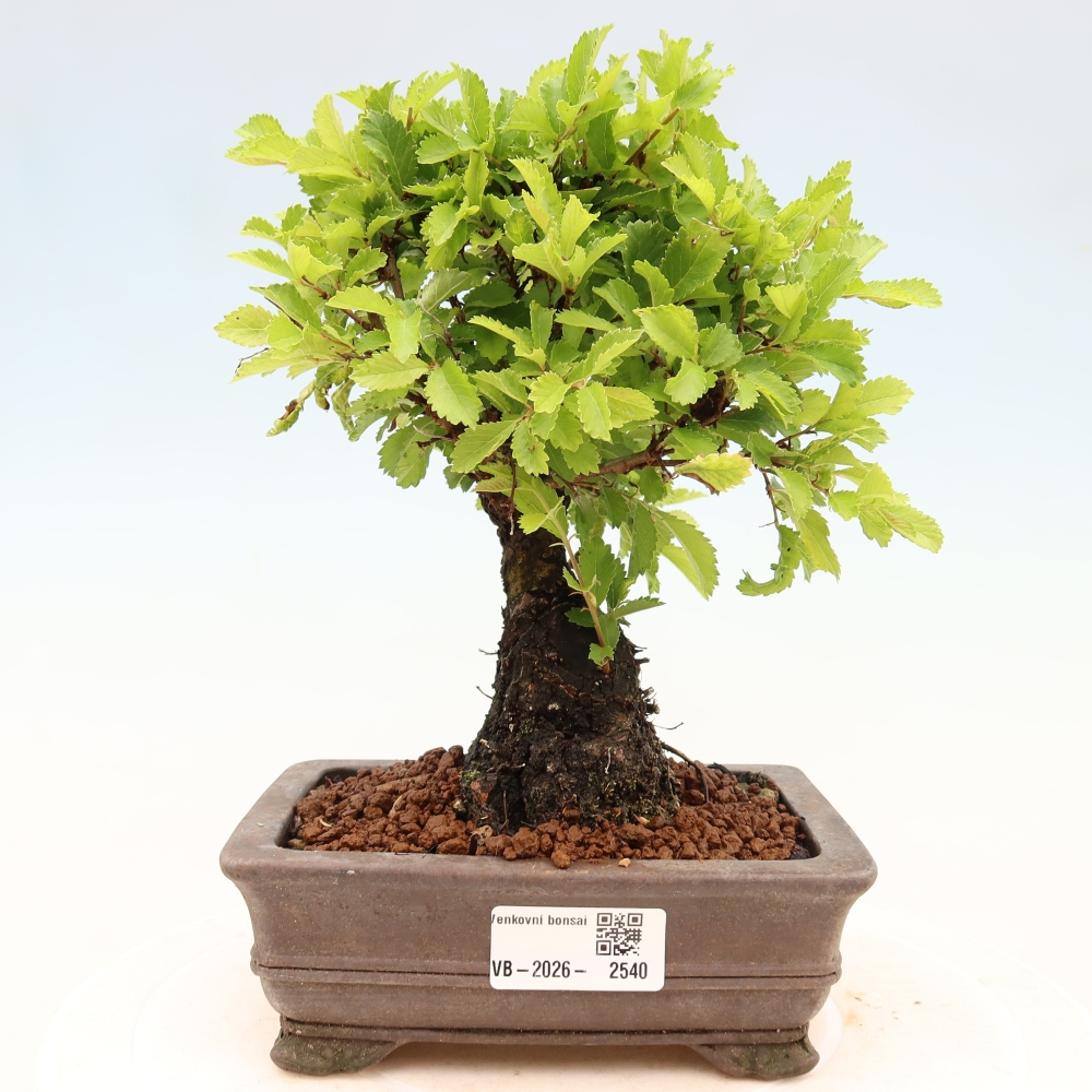 Bonsai zewnętrzne - Zelkova - Zelkova NIRE