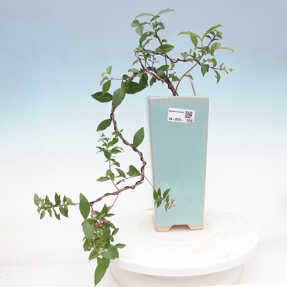 bonsai pokoju - wiśnia Malpighia coccigera- Barbdorská