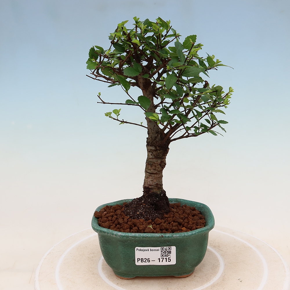 Pokój bonsai - Ulmus parvifolia - Wiąz drobnolistny