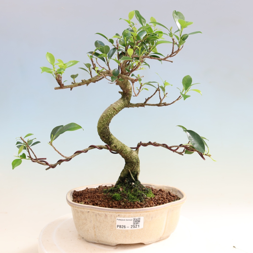 Pokój bonsai - Ficus retusa - figowiec drobnolistny