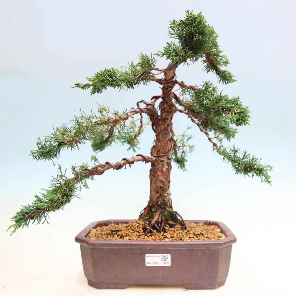 Outdoor bonsai - Juniperus chinensis Kishu