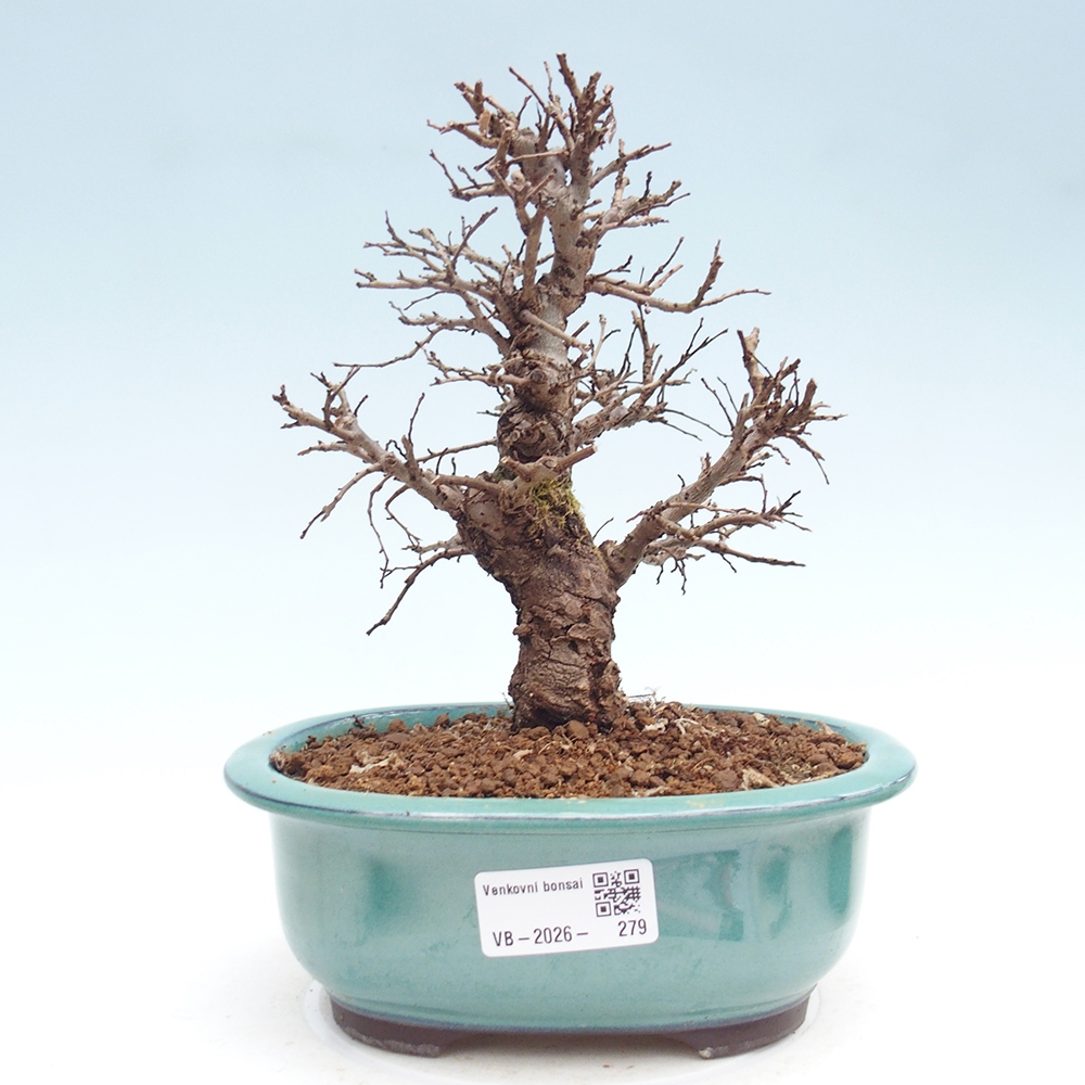 Bonsai zewnętrzne - Zelkova - Zelkova NIRE