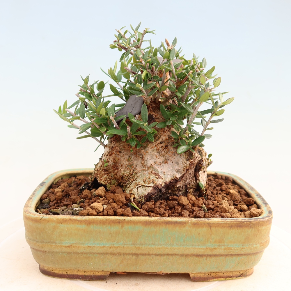 Bonsai do wnętrz - Olea europaea sylvestris