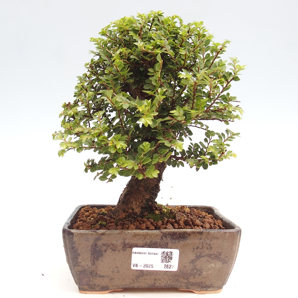 Bonsai zewnętrzne - Ulmus parvifolia Hokkaido - wiąz chiński