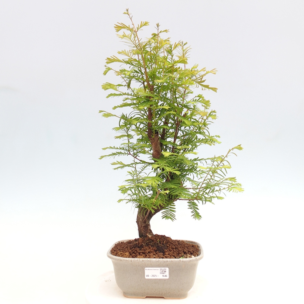 Outdoor bonsai - Metasequoia glyptostroboides - chińskie metasekvoje