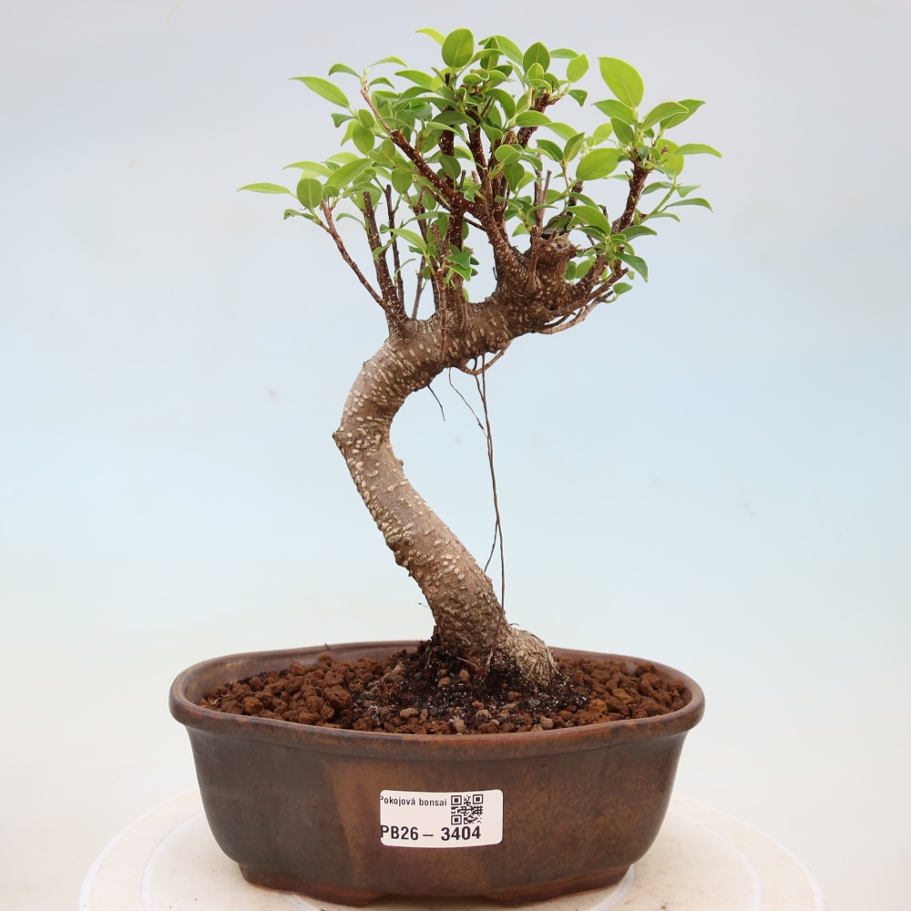 Pokój bonsai - Ficus kimmen - figowiec drobnolistny