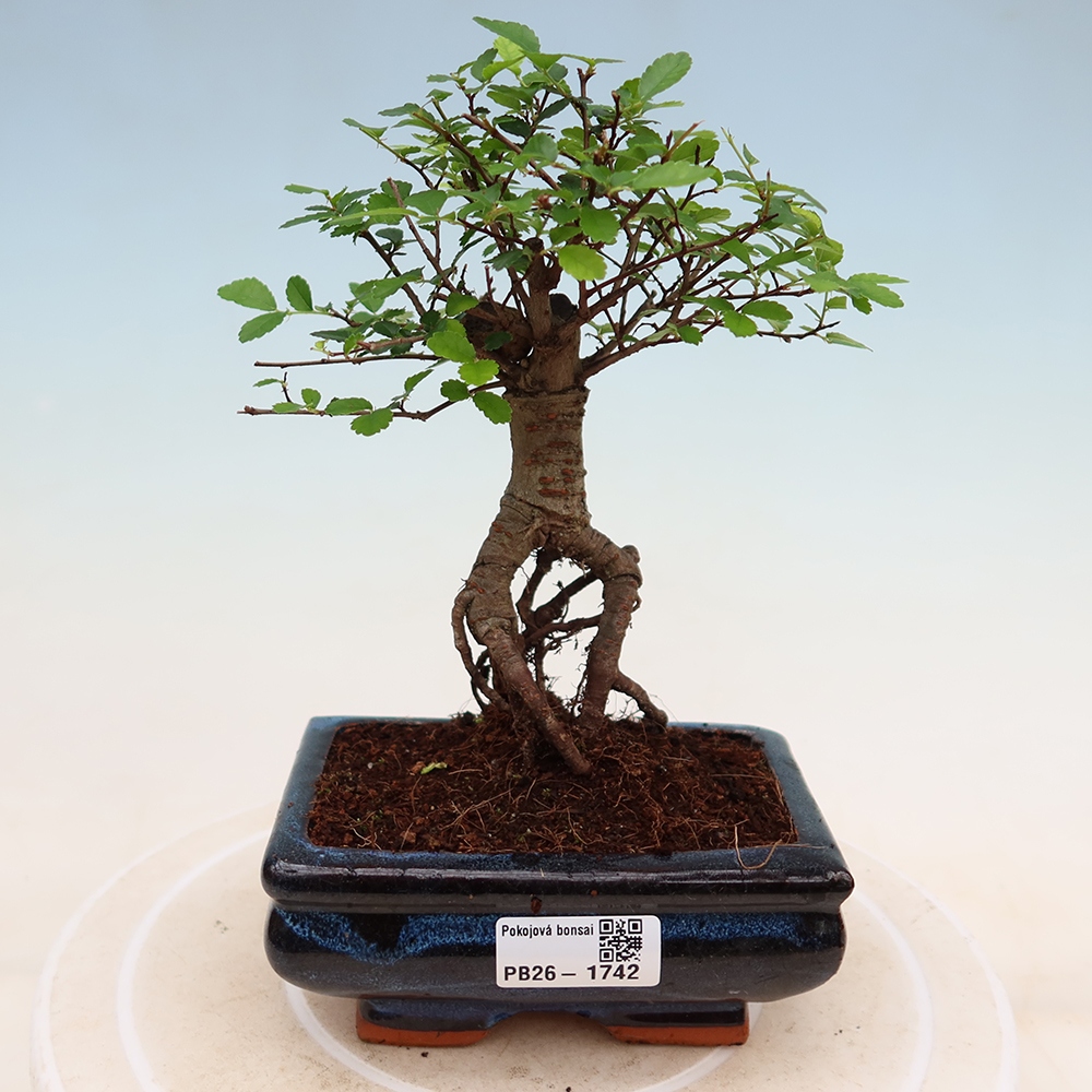 Pokój bonsai - Ulmus parvifolia - Wiąz drobnolistny