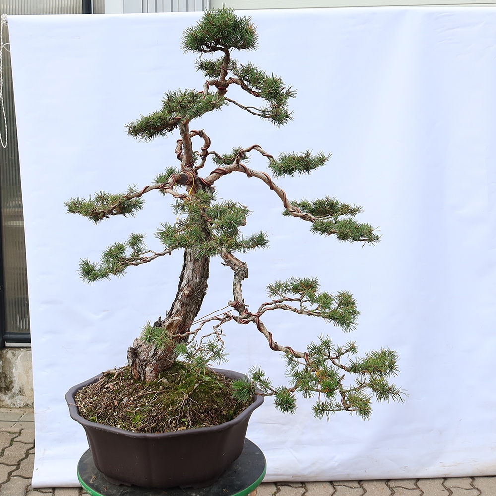Pinus sylvestris Hiszpania – sosna zwyczajna