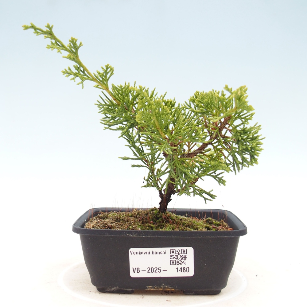 Outdoor bonsai - Juniperus chinensis Itoigawa - Jałowiec chiński