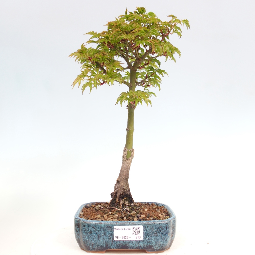 Outdoor bonsai - palma jaworowa Acer palmatum Shishigashira