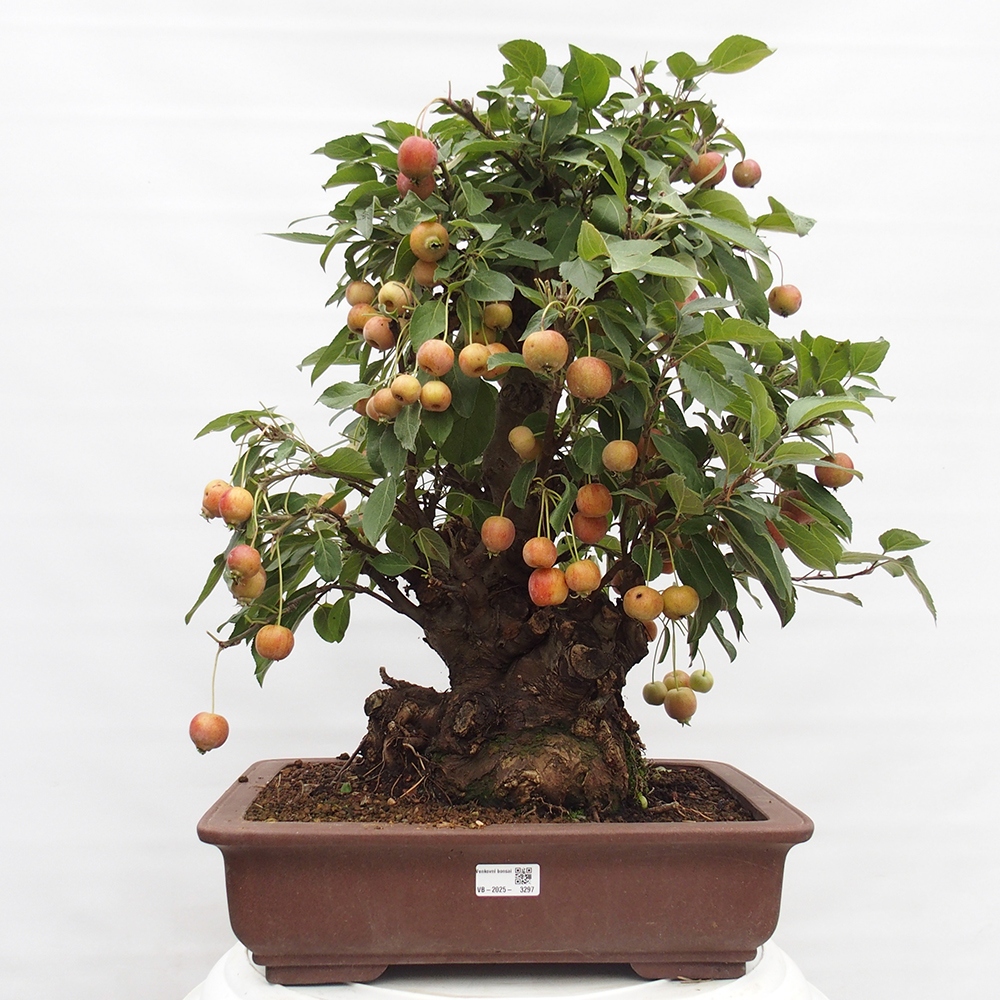 Bonsai plenerowe - Malus Halliana - Jabłoń drobnoowocowa