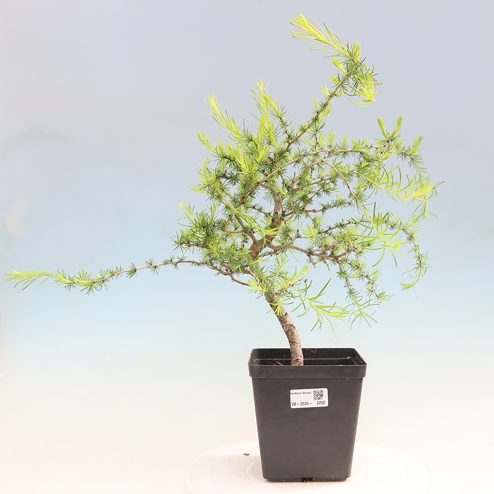 Bonsai zewnętrzne - Larix decidua - Modrzew