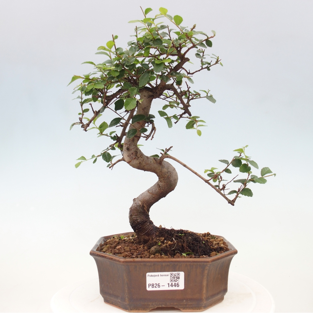 Pokój bonsai - Ulmus parvifolia - Wiąz drobnolistny