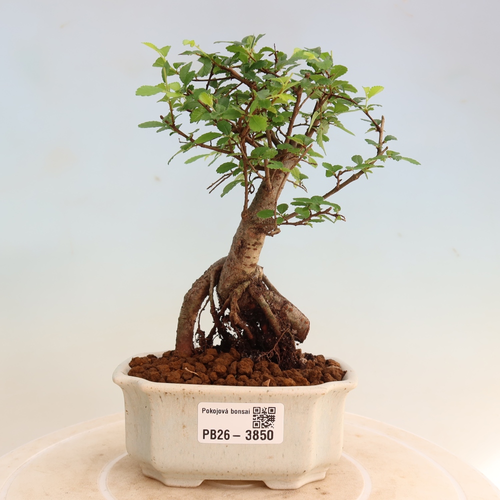 Pokój bonsai - Ulmus parvifolia - Wiąz drobnolistny