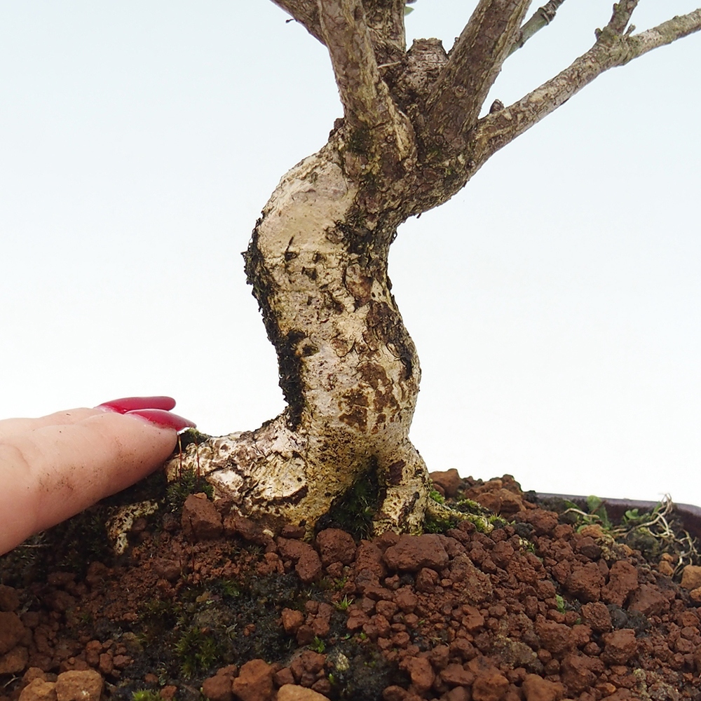 Bonsai zewnętrzne - wiąz europejski - euonimus