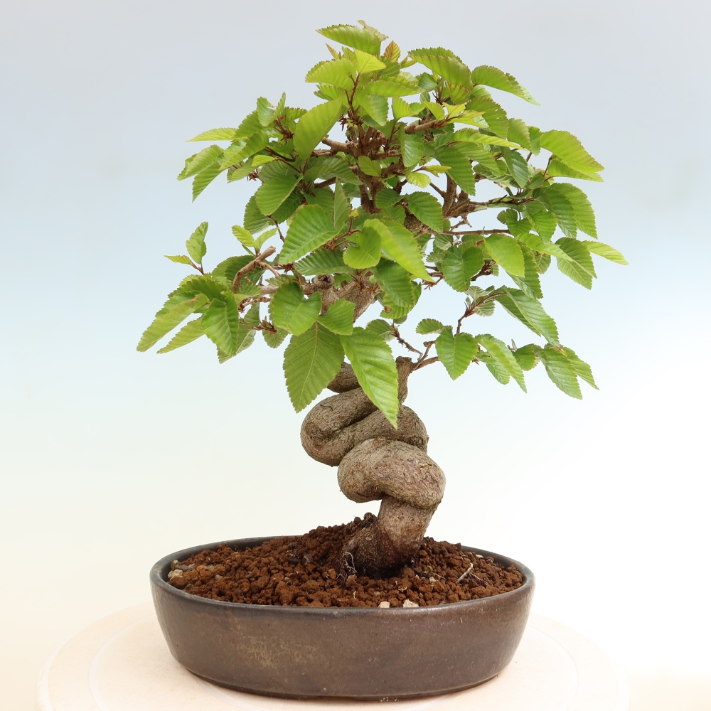 Outdoor bonsai - Carpinus coreana - grab koreański